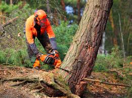 Best Hazardous Tree Removal  in Newton, KS