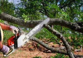 Professional Tree Care in Newton, KS