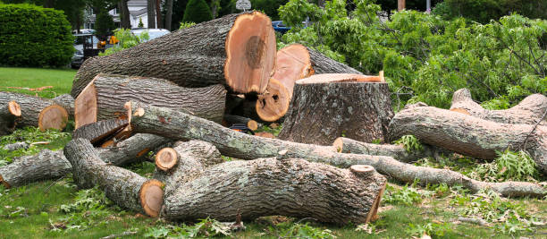 Best Commercial Tree Services  in Newton, KS